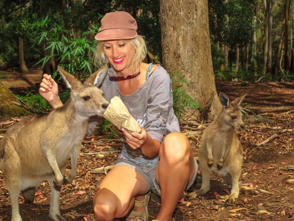 Caucasian woman feeding kangaroos in nature. Australian marsupial animals in forests of Tasmania in Australia.
