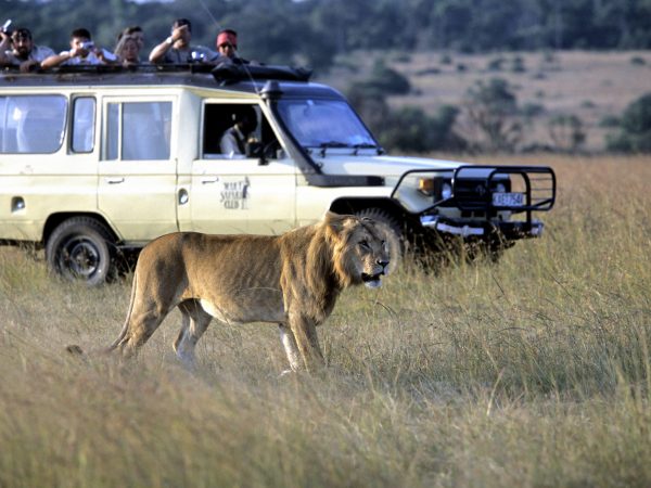 Lion , Panthera leo
