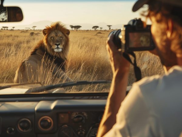 photographer taking photos of a lion from a safari car in Africa