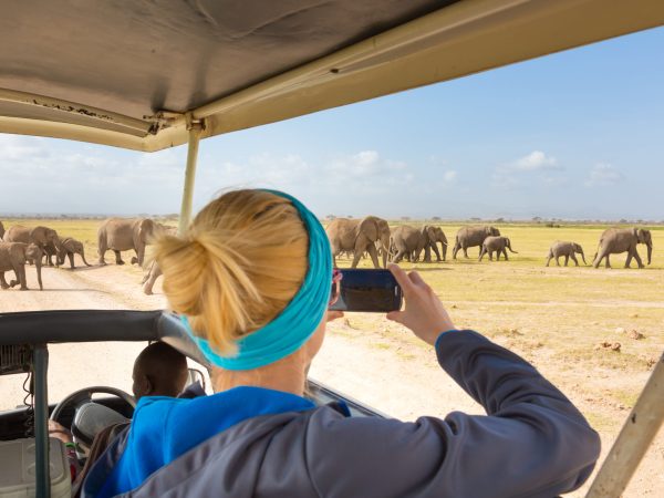 Woman on african wildlife safari, Amboseli national park, Kenya. Lady taking a photo of herd of wild african elephants with her smartphone. Open roof safari vehicle. Focus on elephants.
