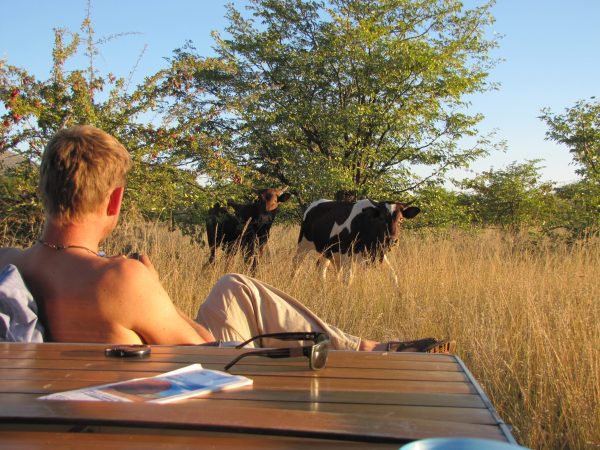 shirtless-man-looking-cows-while-sitting-against-trees