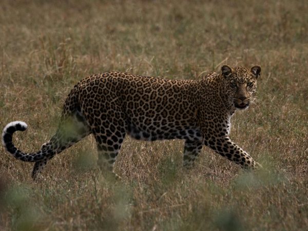 uganda pictu