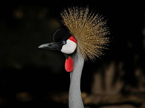 uganda picture a