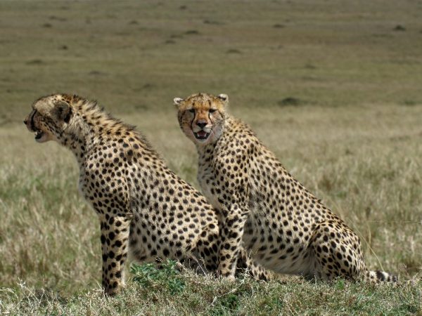 uganda picture al