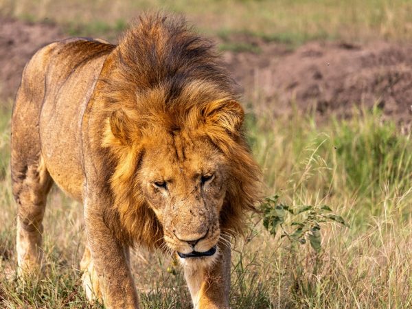 uganda picture